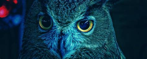 Special Type Of Dna In Owl Eyes May Be A Lens That Supercharges Night