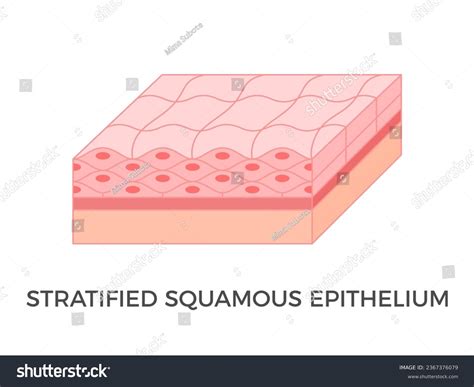 Understanding Stratified Squamous Epithelial Tissue: Structure and Function