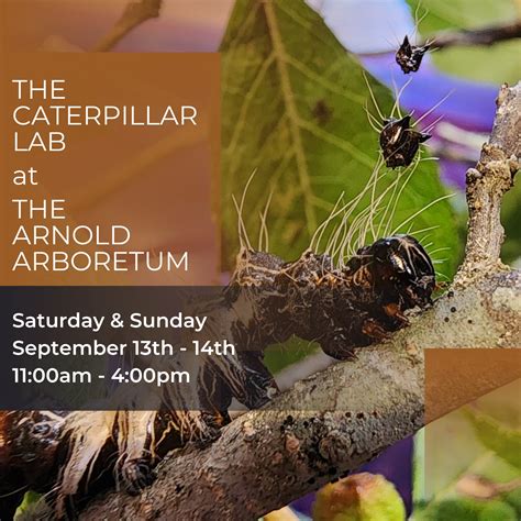 The Caterpillar Lab The Caterpillar Lab Marlborough Nh The Caterpillar Lab The Caterpillar Lab Marlborough Nh