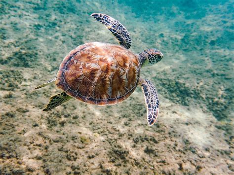 The Nemesis Club All You Must Know Before You Go 2025 The Nemesis Club All You Must Know Before You Go 2025