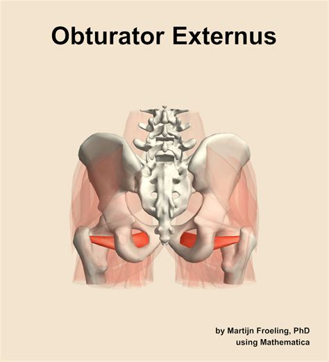 The Obturator Externus Muscle Of The Hip