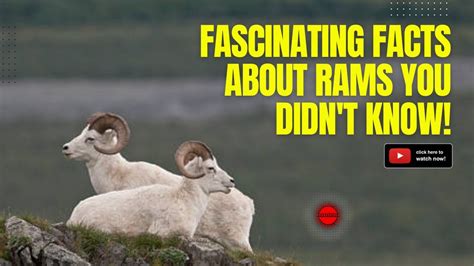 The Remarkable World Of Rams 12 Fascinating Facts You Didn T Know Youtube The Remarkable World Of Rams 12 Fascinating Facts You Didn T Know Youtube