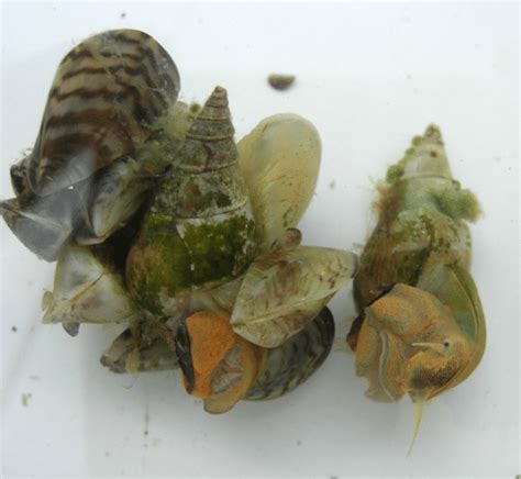 The Zebra Mussel And The Shopping Cart Carnegie Museum Of Natural History