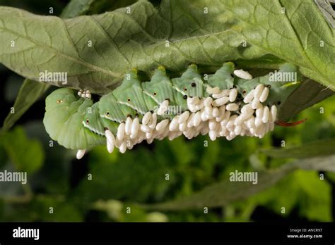 Tomato Hornworm Manduca Braconid Wasp Larva Stock Photo Alamy