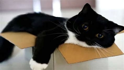 Unicats: Accelerate Your Daily Routine with Fast and Efficient Solutions