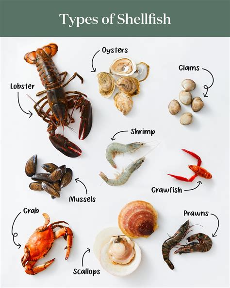 Discover the Ultimate Variety of Shellfish for Seafood Lovers