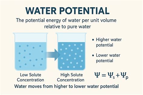 Understanding the Importance of a Water Potential Calculator for Plant Health