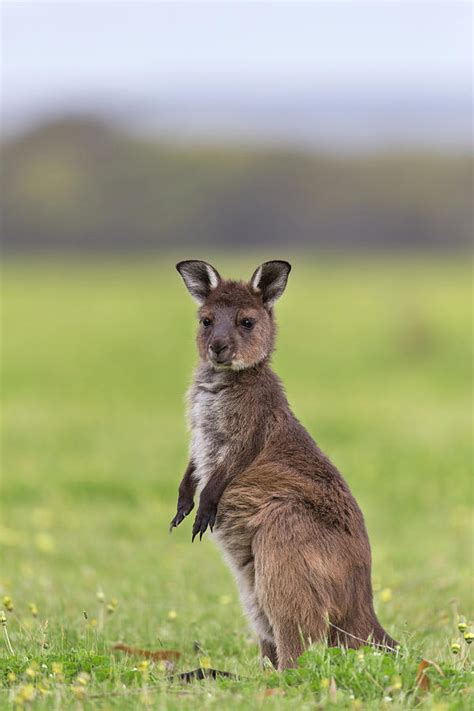 Western Grey Kangaroo