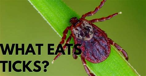 Discover Which Animals Eat Ticks to Protect Your Yard
