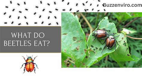 What Do Beetles Eat