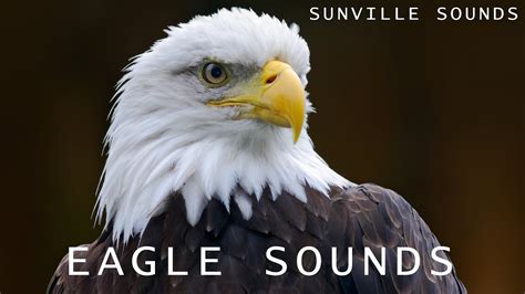 What Do Eagles Sound Like A Complete Guide to Their Calls and Vocalizations