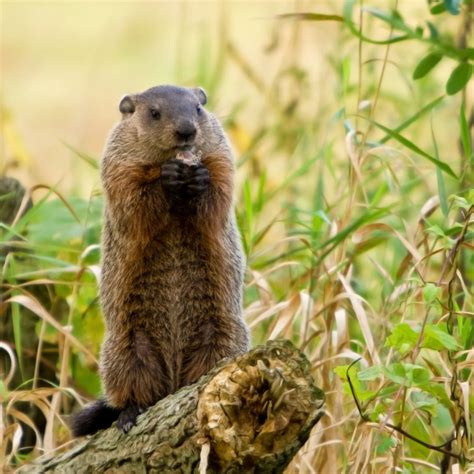 What Do Groundhogs Eat Almost Everything In The Garden Gardensall What Do Groundhogs Eat Almost Everything In The Garden Gardensall