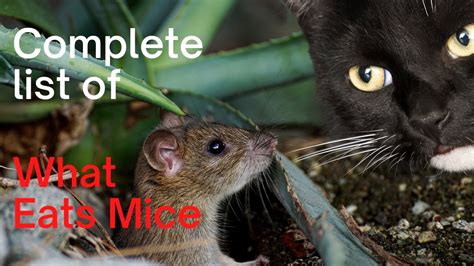 What Eats Mice
