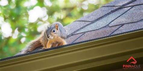 What Is The Difference Between Squirrels And Rats Pinnacle Pest Control