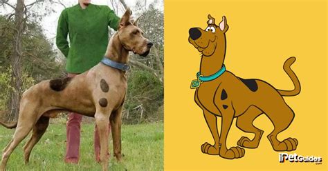 What Kind Of Dog Is Scooby Doo Great Pet Living What Kind Of Dog Is Scooby Doo Great Pet Living