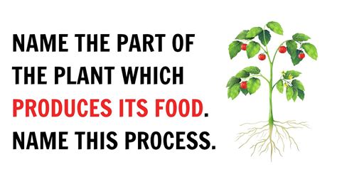 What Part Of The Plant Produces Food For The Plant