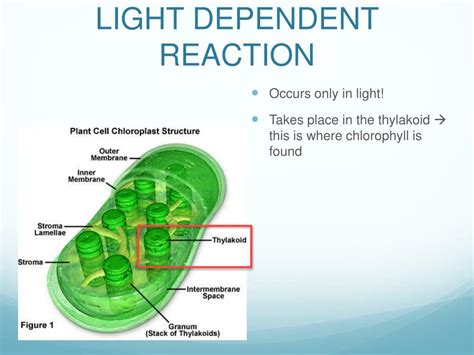 Where Does Light Dependent Reaction Take Place