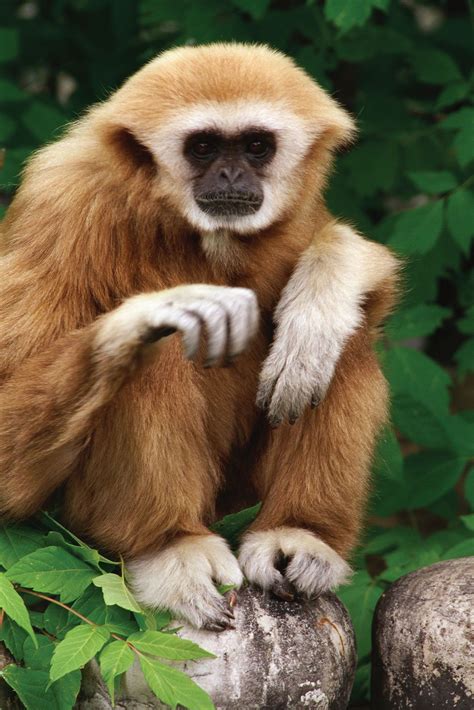 White Handed Gibbon