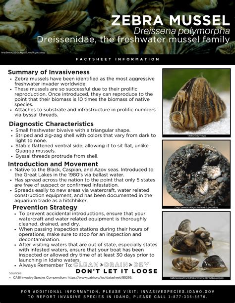 Zebra Mussels Information For Kids